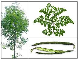 Moringa Tree